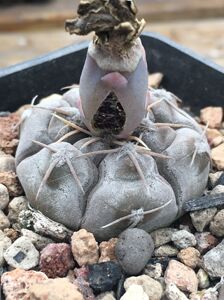 仙人球裸萼属铅皮gymnocalycium prochazkianum sto 1581种子