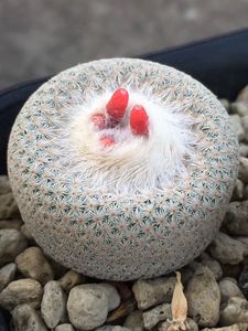 仙人球月世界属小人帽子epithelantha bokei种子