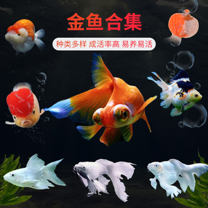 草金鱼活鱼长尾小型淡水活体小好养冷水鱼锦鲤鱼纯种金鱼苗淡水鱼