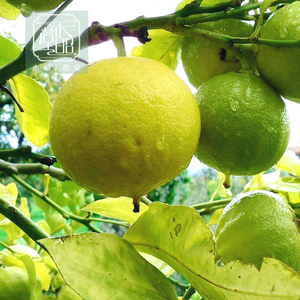 佛手柑精油 意大利冷压佛手柑 香柠檬精油 5ml