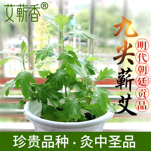 九尖蕲艾驱蚊植物大叶艾草盆栽艾叶种子艾苗新鲜阳台庭院种植种苗