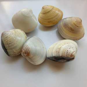 老式蛤蜊油歪子油贝壳油哈利油瓦壳油老上海手油护手防裂中号