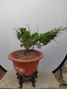 系糹鱼川真柏 宫板阪 素材苗 母本