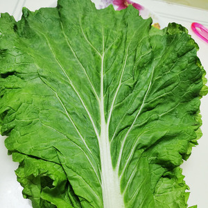 东北新鲜大白菜叶包饭菜叶大饭包250克每份四份包邮生鲜速递