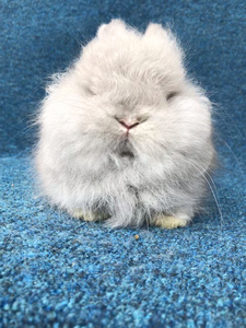 超稀有色淡紫金吉拉 进口双血侏儒兔 仙气飘飘