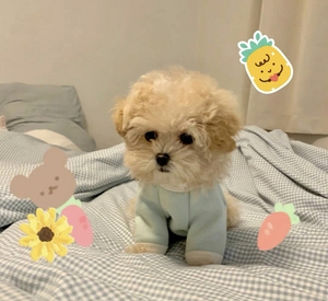 纯种马尔泰幼犬保证纯种健康北京送狗证