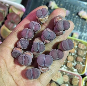 紫李生石花,边线紫李,全窗净窗糖霜感,3年,紫黑紫黑的,单挑