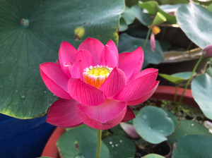 中小型荷花,碗莲品种:醉湘云.红色单瓣