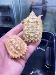 黄化鳄龟 黄化佛 黄化小鳄龟 纯杂佛鳄龟苗 非家养原色变异大