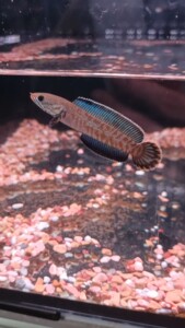 奶茶雷龙鱼苗,雷龙鱼,雷龙,阿萨姆奶茶雷龙鱼,尺寸大概5-6