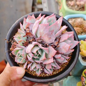 多肉植物龙赞尼