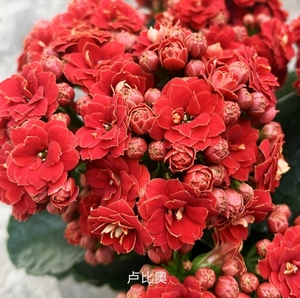 长寿花火焰卢比奥金边丝绒火焰出苗