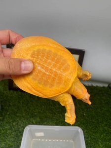 白化鳖 黄金鳖苗 黄金甲鱼 变异珍珠鳖 水鱼山瑞鳖 深水龟鳖