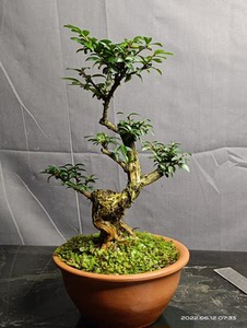 亮叶忍冬熟桩盆景原盆原土包邮,出枝位很好开小白花结紫色果子