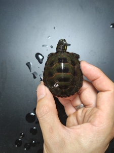 杂锦龟,东西杂红纹红腹全品5.1厘米.东锦西锦南锦杂锦中锦