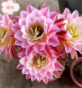毛花柱曙光侧芽6cm15元,满三十元包邮,看好直接下单呦