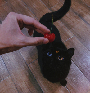 纯黑色鸳鸯眼矮脚猫黑猫蓝色眼睛英国短毛猫活体宠物猫咪