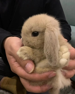 垂耳兔侏儒兔幼崽宠物兔,疫苗已打,保证健康,包邮到家! 关注