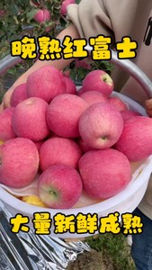【正宗洛川苹果】脆甜现摘特级陕西洛川红富士苹果水果批发一整箱
