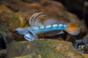 西瓜天使秃头鲨 东南亚虾虎 原生鱼