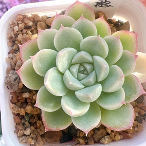 00梦露园艺淘宝阿尔巴美妮多肉 美尼多肉 控养多肉办公室内植物盆栽