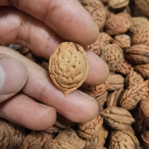 野生秦岭小毛桃核配,桃核原料,厚度足够,皮质很好,肚在15左