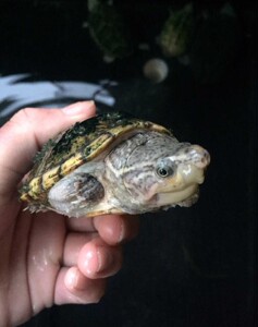 刀香种龟,一对,公干活,母下蛋!杂交佳品!剃刀公杂麝香母龟出