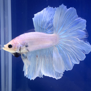 泰国斗鱼半月,荧光粉白053a级精选大展花瓣尾好货不等人,实