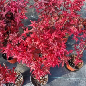 枫树红舞姬,可庭院栽种,也可作为盆景素材,春秋深红,夏季颜色