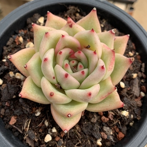 皮蛋东云 白底 多肉植物