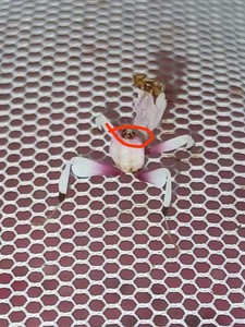 版纳兰花螳螂，二三龄幼体，现货披发，1000元起发，可以帮分