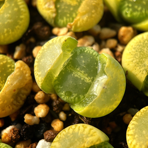 绿光阳玉生石花