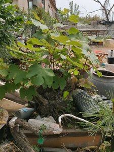 野葡萄极品老桩盆景图片