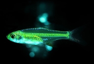 绿晶灯灯科鱼-淘宝拼多多热销绿晶灯灯科鱼货源拿货 - 阿里巴巴货源