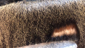 传说中的海龙皮帽子!  西伯利亚海狗皮,看到咸鱼平台上净拿水