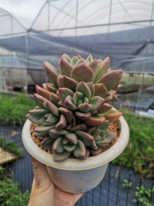 000人付款淘宝多肉植物老桩鳄梨一物