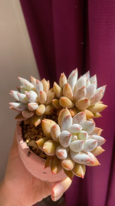 所罗门多肉老桩