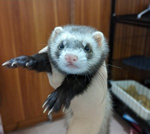 出只安格鲁宠物貂 浣熊色 女孩子
