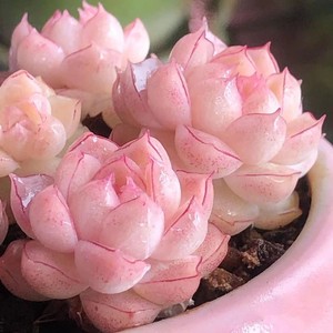 女王麦秆多肉植物韩国新品出状态极美麦秆肉肉好养活贵货