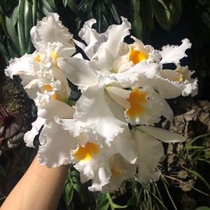 超大花卡特兰全胜,花可以达到20厘米,出售小苗,最后两图,随