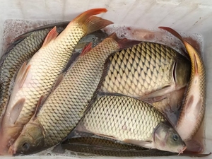 纯江野生大鲤鱼.松花江野生鱼.因疫情原因.底价处理.需要的提