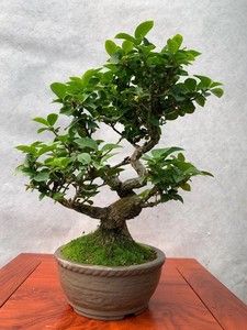 卫矛  真弓盆景 鬼箭羽  超级老桩  精品 日本原盆进口老