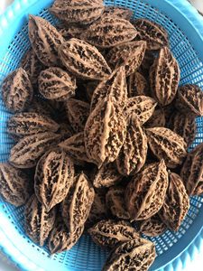 东北野生秋子核桃,2021年秋天上山采的新核桃,同一棵树结的