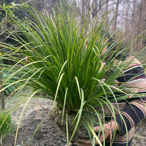 现拍现挖 地栽黄金胧月和金凤凰菖蒲老桩种苗,金边吉祥草菖蒲