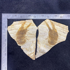 鱼化石植物化石昆虫化石.299一