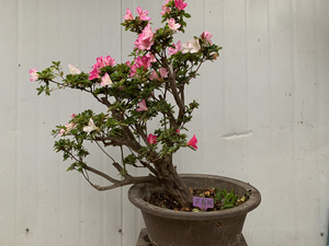花舞鼓,毛鹃嫁接,皋月杜鹃花舞鼓,非原本,小花小叶,花色鲜艳