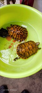 黄金色的巴西龟两只，不想养了，卖了便宜出，23元两只，亏本处