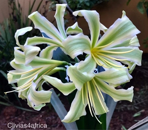 南非君子兰(星巴克)苗子出售,非常有特点的一棵绿花,1200