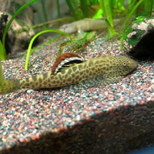 圆斑吸鳅原生冷水工具鱼清道夫除藻能手麦氏方氏圆斑拟腹活体鱼