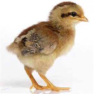 (50只装)小鸡活苗 小鸡仔 土鸡苗 三黄鸡苗绿壳蛋鸡苗 鸡